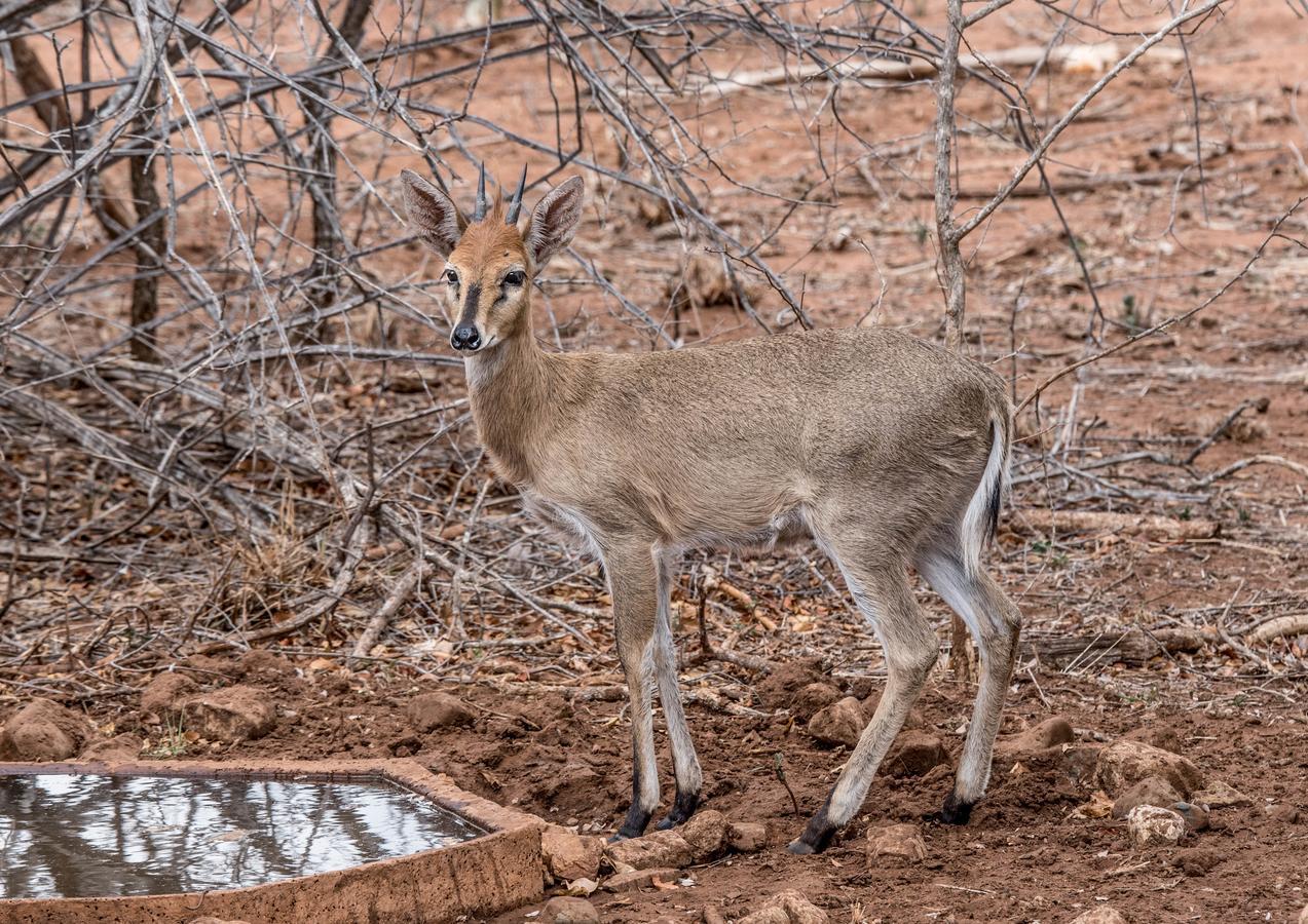 Mawusi Bush Lodge โฮดสปรูท ภายนอก รูปภาพ